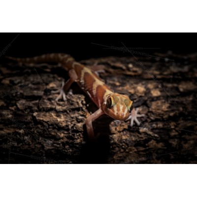 Gecko Terrestre Malgache albino - Paroedura pictus